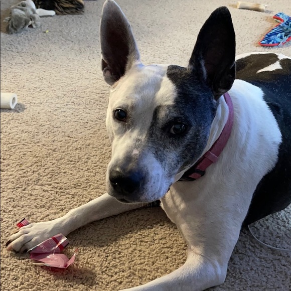 Meet your Posher, Joseph - Picture 1 of 1